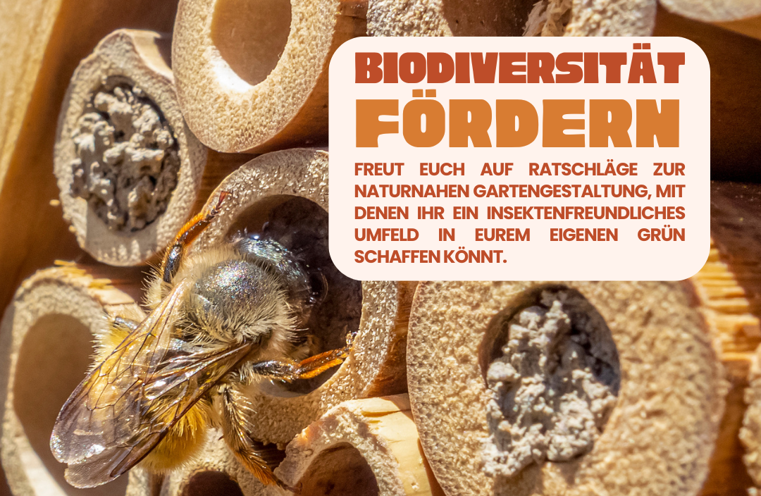 Du betrachtest gerade Insektenvielfalt erleben – Erkundungstour durch den Garten und Beratung zur naturnahen Gestaltung