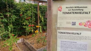 Mehr über den Artikel erfahren AUSSTELLUNG „Tomatenvielfalt“