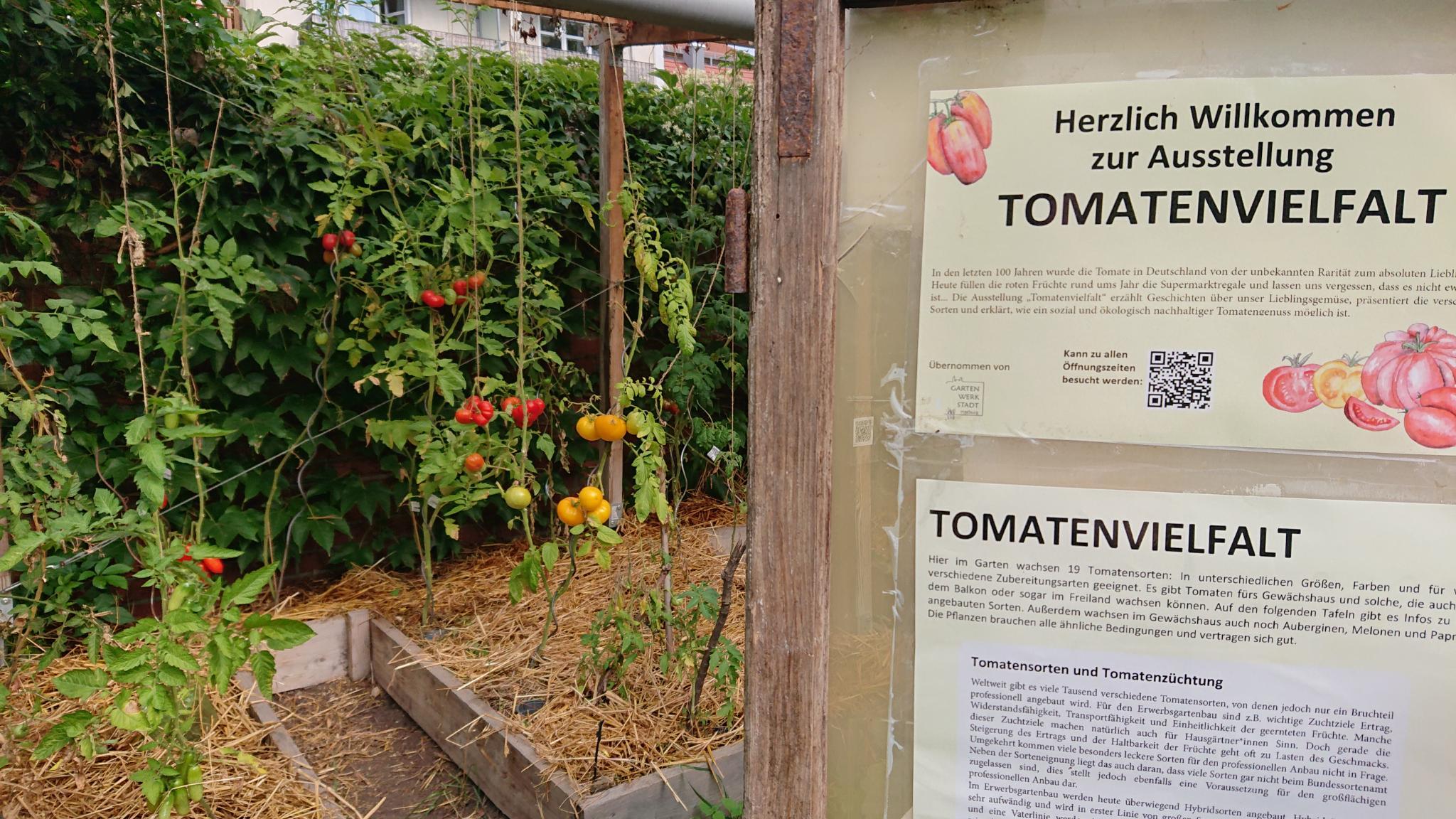 Mehr über den Artikel erfahren AUSSTELLUNG „Tomatenvielfalt“