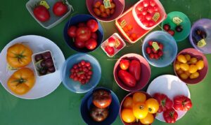 Mehr über den Artikel erfahren Das Ergebnis unserer Tomaten-Verkostung