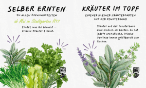 Mehr über den Artikel erfahren SELBER ERNTEN & GENIEßEN