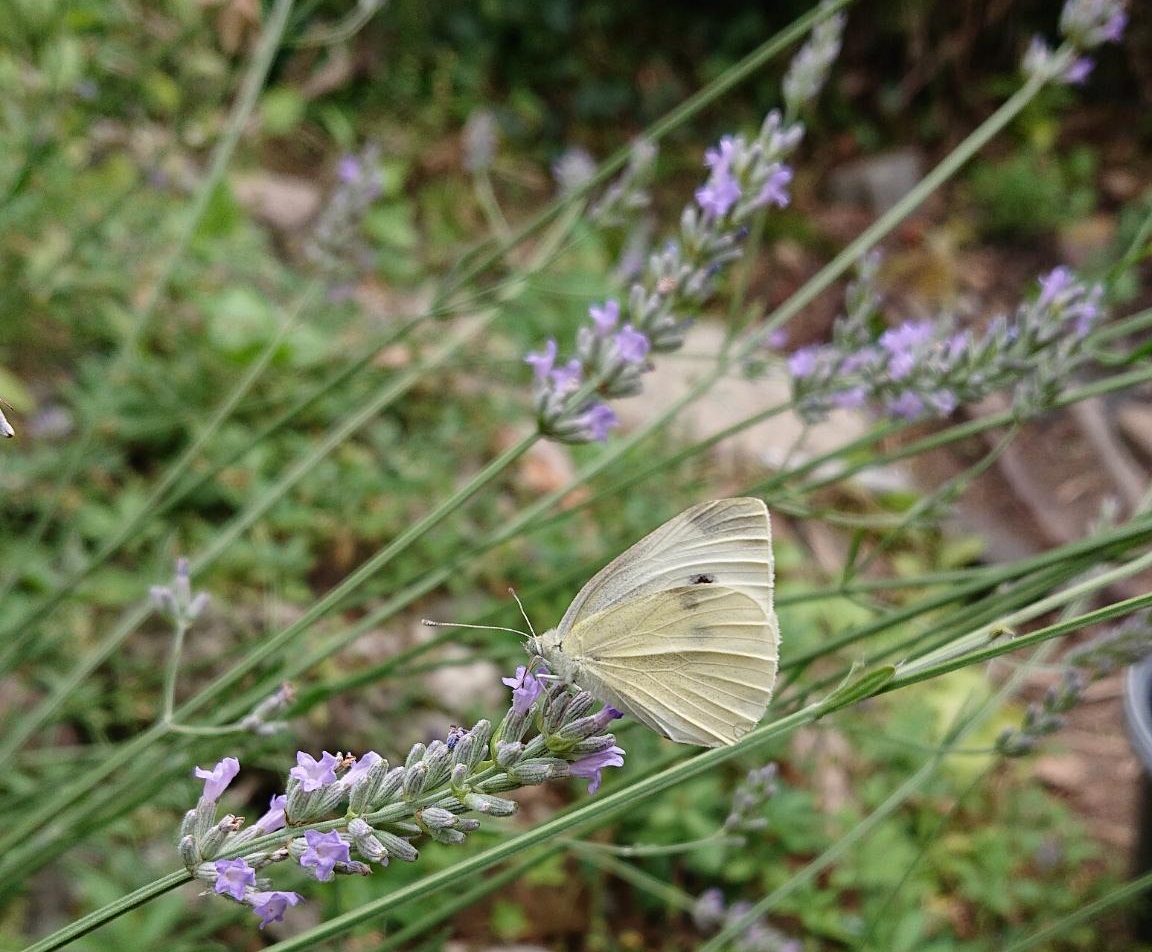 Mehr über den Artikel erfahren Den Insekten gefällt die VIELFALT in der H17